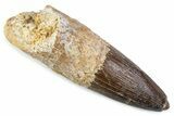 Fossil Spinosaurus Tooth - Real Dinosaur Tooth #373968-1